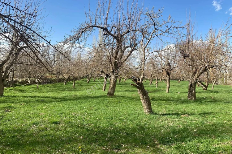 Geyikli Bağ Bahçe Alım Satım